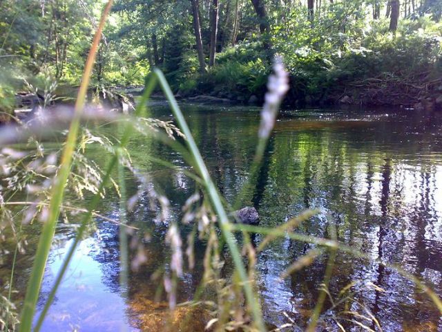 Bild