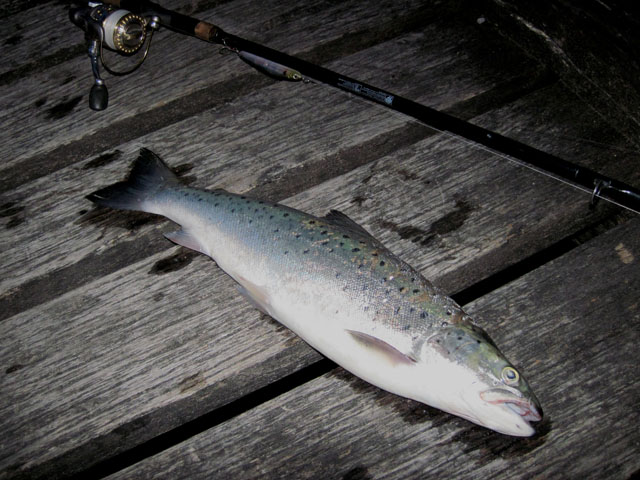 Bild