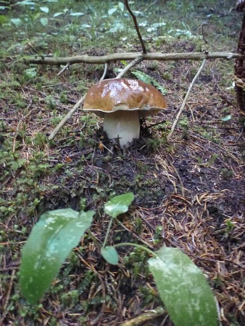 Bild
