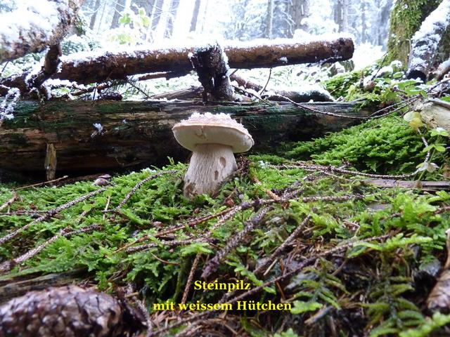 Bild