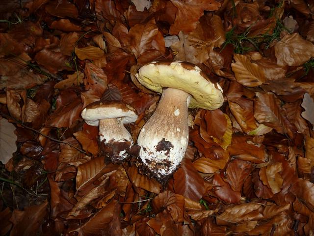 Bild