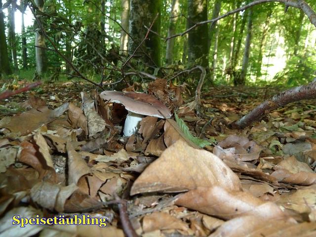 Bild