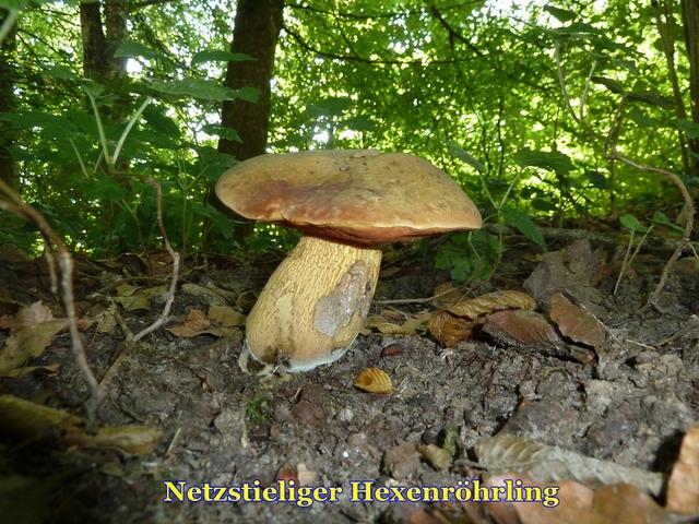 Bild