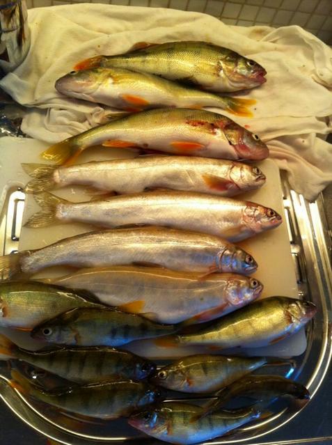 Bild