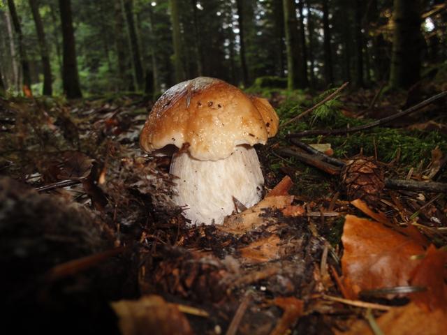 Bild
