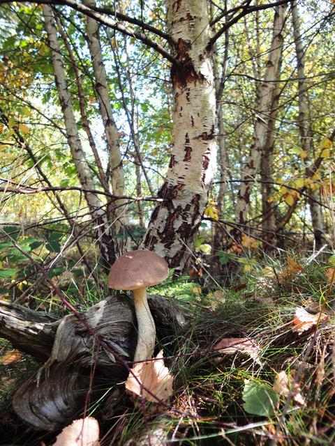 Bild