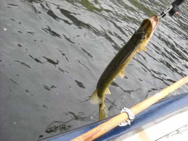 Bild