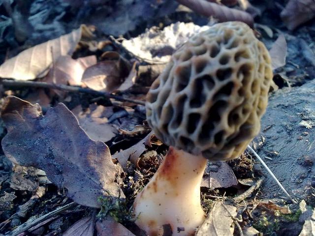 Bild