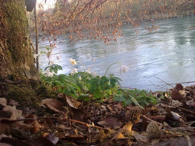 Bild