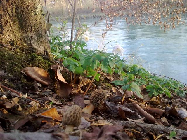 Bild