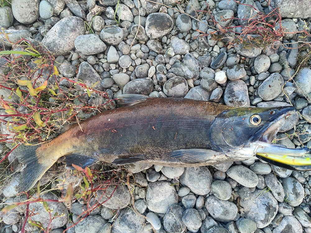 17 Sockeye wobbler.jpg
