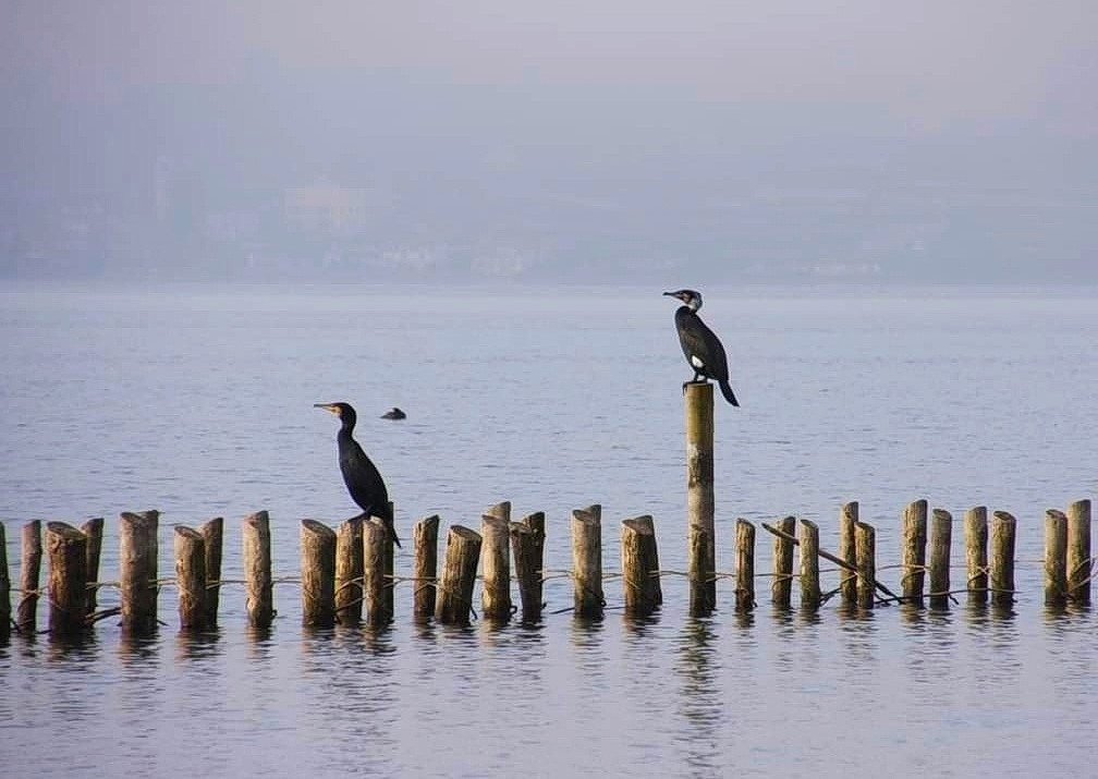 240514 Kormoran 01.jpg